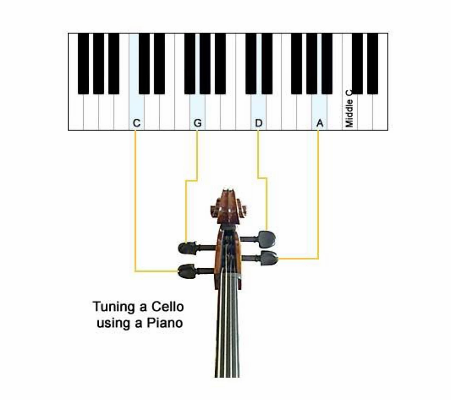 How Many Strings On A Cello at Joshua Hall blog